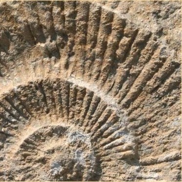 Muschelkalk